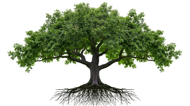 Large oak tree with visible roots and green foliage