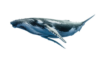 Humpback whale swimming detailed skin texture, white © Fried