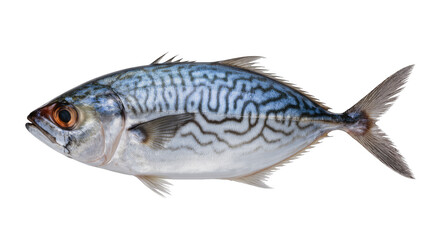 Obraz premium Mackerel fish with wavy blue lines and silver scales