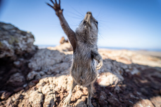 View of a Barbary ground squirrel standing on its hind legs and reaching up on the rocky volcanic terrain of Calderon Hondo in Las Palmas, Canarias, Spain.