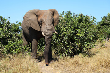Fototapeta premium Afrikanischer Elefant / African elephant / Loxodonta africana