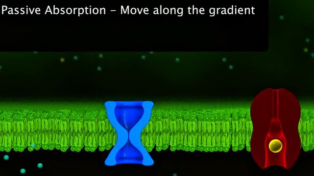 Absorption of nutrients through passive absorption and active absorption