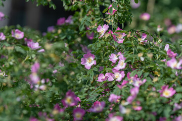 Obraz premium Wild rose bush with pink blossoms in soft sunlight