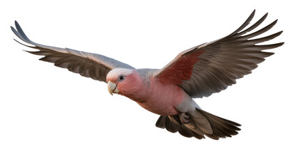 Pink and grey galah cockatoo bird flying with wings spread © Vetle