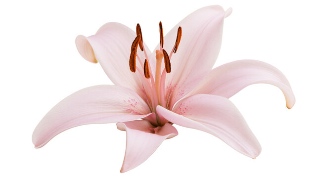 Delicate pink lily flower with brown stamens