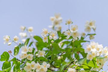 Fototapeta premium Jasmine blossoms on green branches against pale blue sky