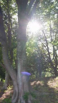新緑の木々の間でキラキラ光る太陽の光を眺めながら進む初夏の爽快なサイクリング