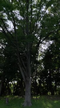 新緑の木々の間でキラキラ光る太陽の光を眺めながら進む初夏の爽快なサイクリング