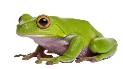 Fototapeta premium Green tree frog with large orange eyes and pink belly
