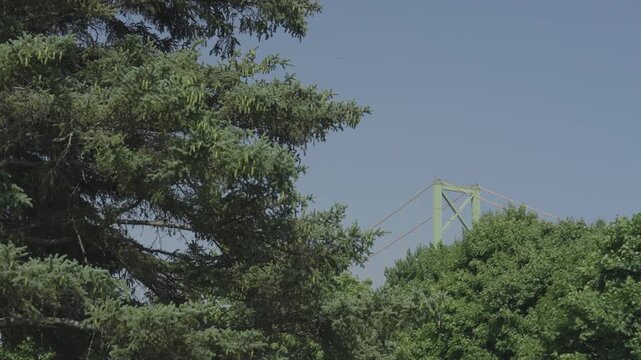 Bridge structure rising above treetops in Halifax, Nova Scotia, scenic coastal landscape with architectural silhouette peeking through greenery, calm natural setting, atmospheric outdoor scene, East