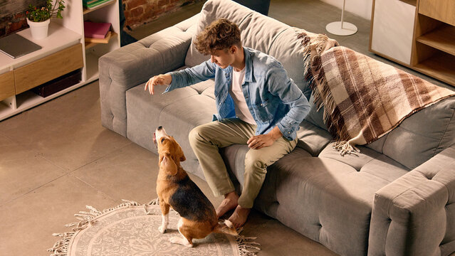 Beagle dog sitting near sofa during home training session. Concept of pet education, dog obedience routine, animal care, home lifestyle, owner and dog communication.