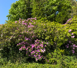 Obraz premium Bright pink rhododendrons flare against the deep, lush greens, their blossoms glowing like small lanterns nestled in the foliage. The contrast is vivid and full of life near Stanbury, Haworth, UK.