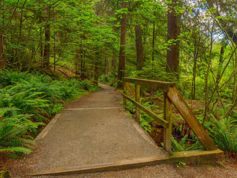 Lush green ferns by footbridge with wooden railings on BC urban forest trail in Spring.