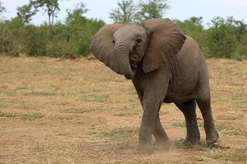 Fototapeta premium Afrikanischer Elefant / African elephant / Loxodonta africana