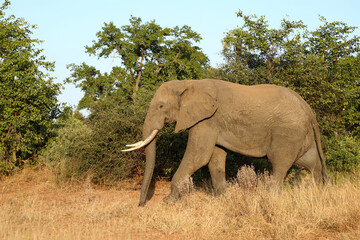 Fototapeta premium Afrikanischer Elefant / African elephant / Loxodonta africana