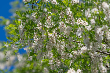 Obraz premium Blooming white locust flowers on green branches against blue sky