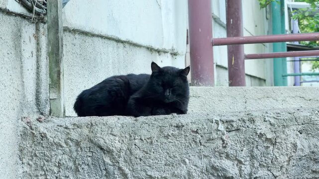 A sleek black cat is resting calmly with its eyes closed. It is lying down on a rough concrete platform outside a building structure. The surrounding environment features textured walls and pipes.