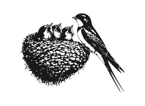 Simple hand drawn swallow feeding baby hatchlings birds sketch clip art, engraved wildlife animal bird nest with chicks, ornitology illustration.