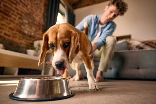 Beagle drinking water from metal bowl at home while owner watches from sofa. Concept of pet hydration, dog nutrition, responsible care, home pet routine, animal wellness products.