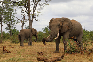 Fototapeta premium Afrikanischer Elefant / African elephant / Loxodonta africana