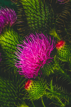 Bright pink thistle flowers among green thistle plants in a natural setting during daytime