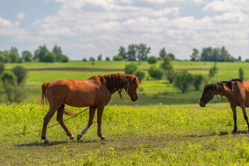 Obraz premium Two horses grazing on a sunlit grassy meadow with distant trees