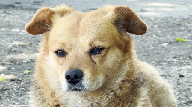 A close-up portrait shows a fluffy brown dog staring forward with a calm and sweet expression. The animal relaxes quietly against a soft, blurred gravel background during the day.
