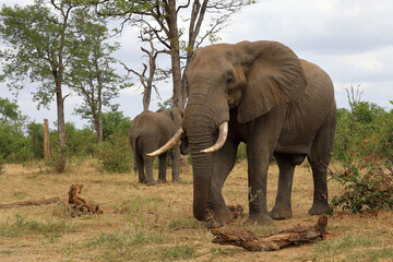 Fototapeta premium Afrikanischer Elefant / African elephant / Loxodonta africana