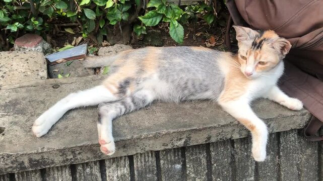 A calico cat with patches of white, orange, and gray lies stretched out on a weathered concrete ledge.