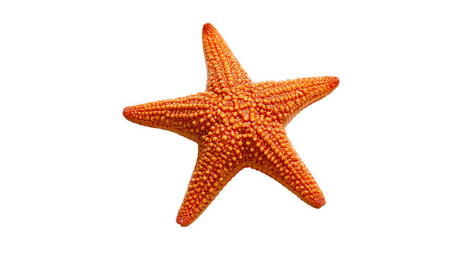 Orange starfish with five arms and textured surface