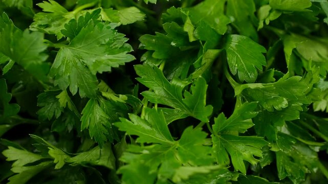 Fresh parsley leaves close up, slider view