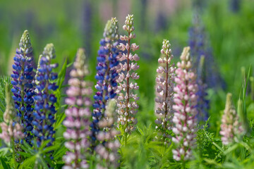 Obraz premium Colorful lupine flowers blooming in a sunlit meadow