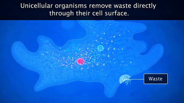 Excretion in unicellular organisms