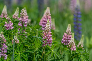 Fototapeta premium Pink and purple lupine flowers in a sunlit meadow