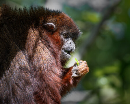 Adult Titi Monkey Eating in a Tree