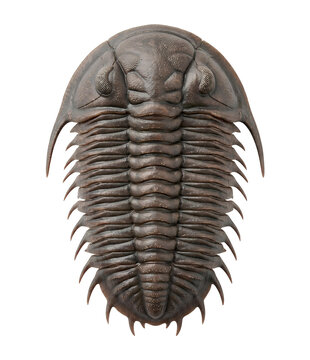 太古の絶滅生物・三葉虫のリアルな化石イメージ（白背景）
｜Trilobite fossil of a prehistoric extinct creature isolated on white background