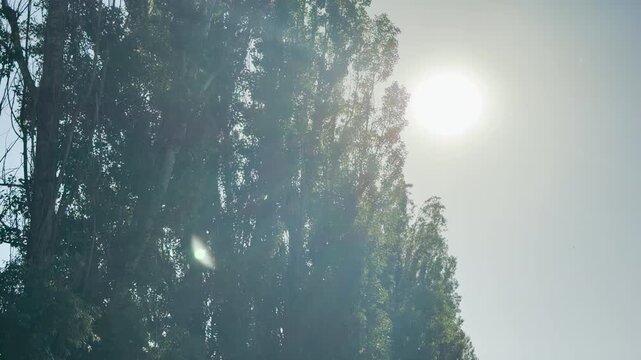 White poplar fluff drifts through the sunny sky. Tiny seeds float in front of tall green trees under a bright summer sun. The scene captures a warm and peaceful afternoon in nature.