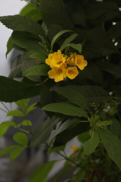Bright yellow tecoma stans flowers blooming on lush green shrubbery in summer garden view.