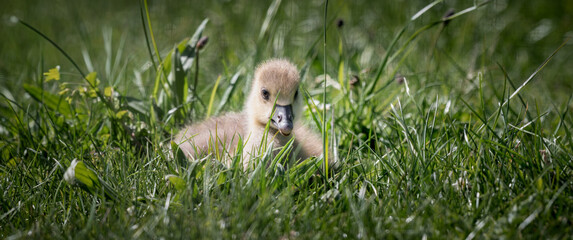 Fototapeta premium Baby Greylag Gosling on Grass Feeding