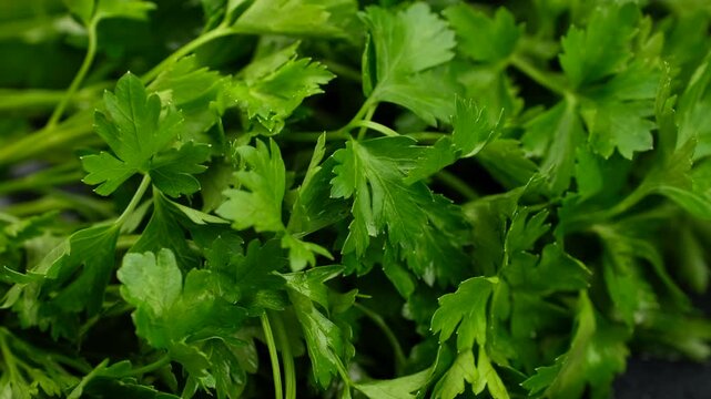 Heap of Fresh parsley leaves close up, rotation
