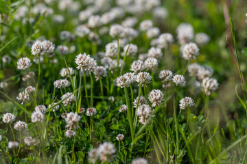 Fototapeta premium Field of white clover blossoms in sunlight