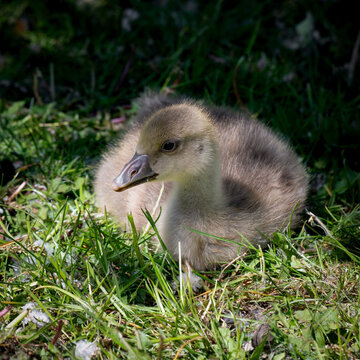 Baby Greylag Gosling on Grass Feeding