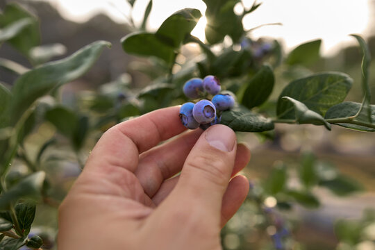 Farmer holding fresh blueberries on a farm.