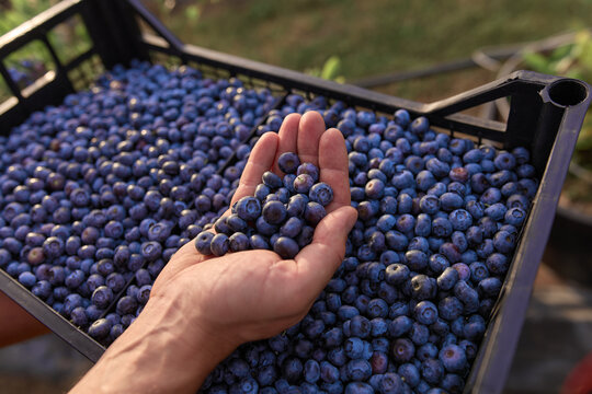 Farmer picking fresh blueberries on a farm.