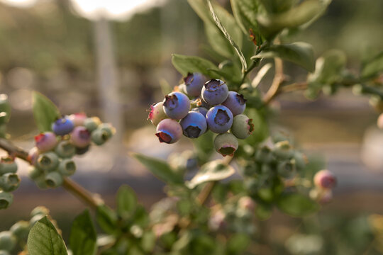 Fresh blueberries ready for seasonal picking on a farm.