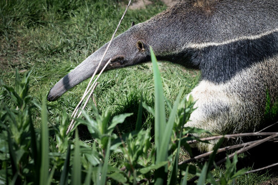 Giant Anteater Walking on Grass