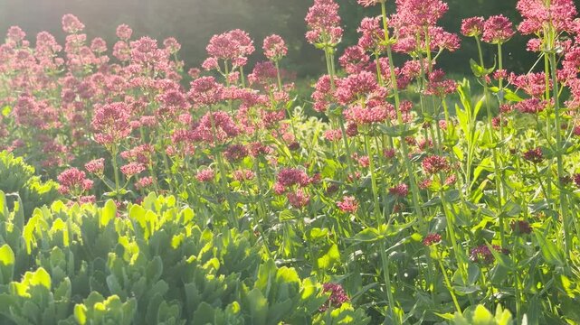 Pink red valerian flowers grow tall and bloom beautifully in a lush, sun-drenched green garden. The bright morning sunlight creates a warm and peaceful atmosphere.