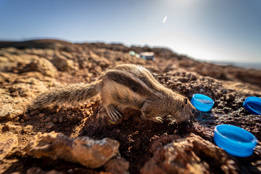 View of a Barbary ground squirrel drinking water from blue plastic caps on the rocky volcanic terrain of Calderon Hondo in Las Palmas, Canarias, Spain.