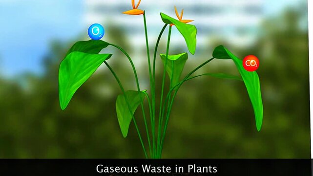 Gaseous waste in plants