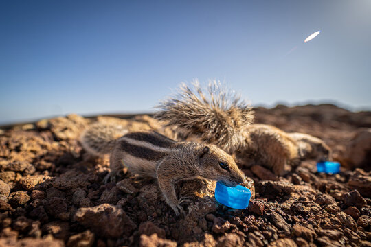 View of Barbary ground squirrels on volcanic rocks with one drinking from a blue plastic cap at Calderon Hondo in Las Palmas, Canarias, Spain.